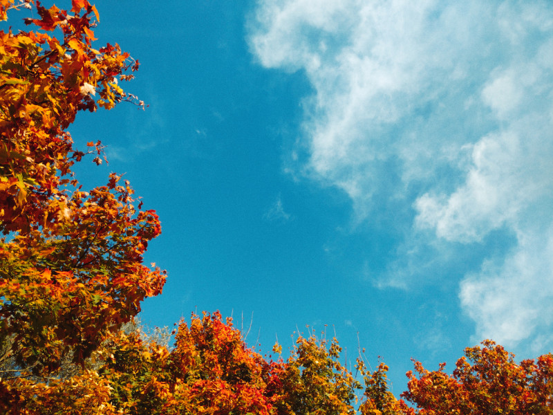View of the blue sky, bordered on left and bottom sides by trees in various fall colors, and a cloud on the top-right.